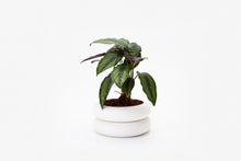 Areaware-Stacking Planter,Small